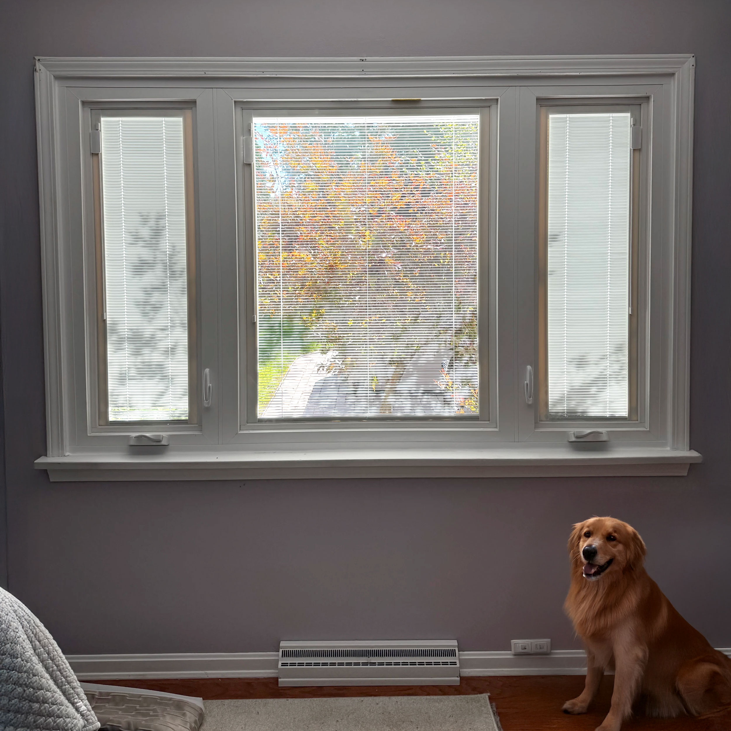 Windows With Blinds Inside The LowMaintenance Window Upgrade Philadelphia Homeowners Love.